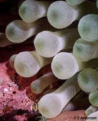 This photo of an aneomone was taken during a dive at Hene... by Steven Anderson 
